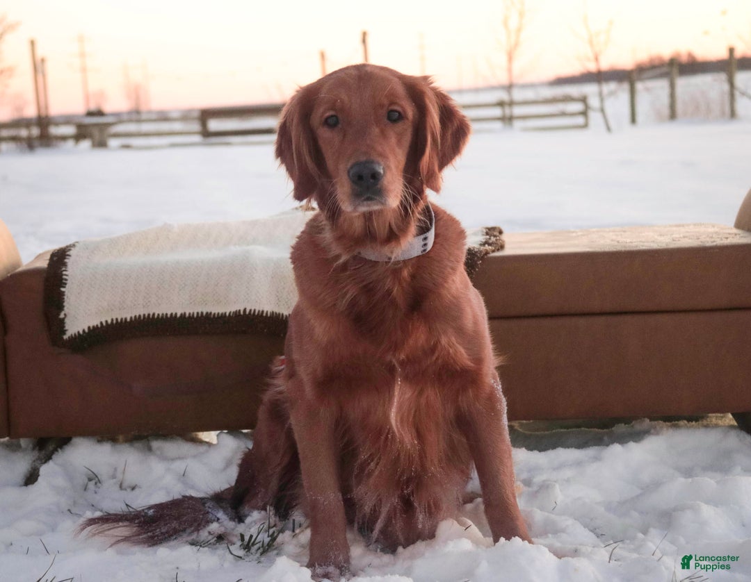 Golden Retriever dogs for sale: Stetson - AKC - Ad 4