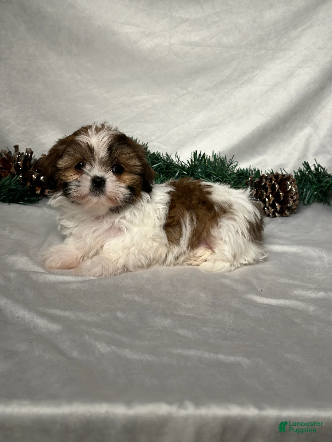 Shih Tzu dogs for sale: Lori - Ad 4