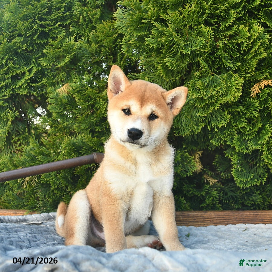 Shih Tzu dogs Bennet  - Ad 1