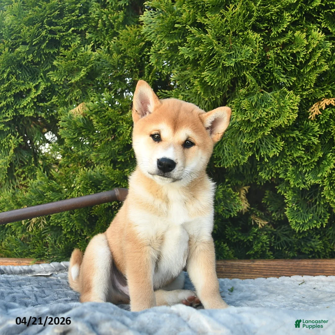 Shih Tzu dogs for sale: Bennet  - Ad 1