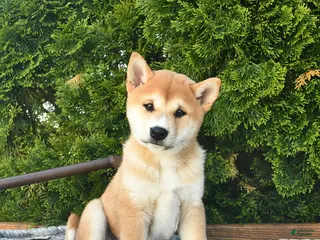 Shih Tzu dogs for sale: Bennet - Ad 1