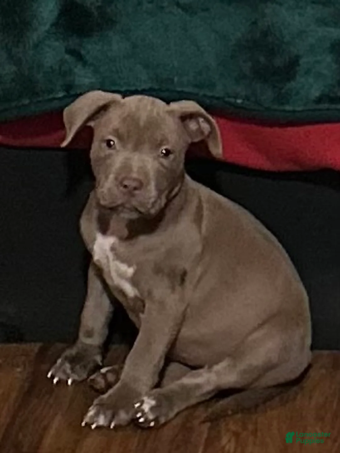 American Staffordshire Terrier dogs for sale: American Staffordshire Terriers - Ad 8