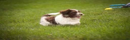 Havanese dogs for sale: Sherlock Havanese  - Ad 9