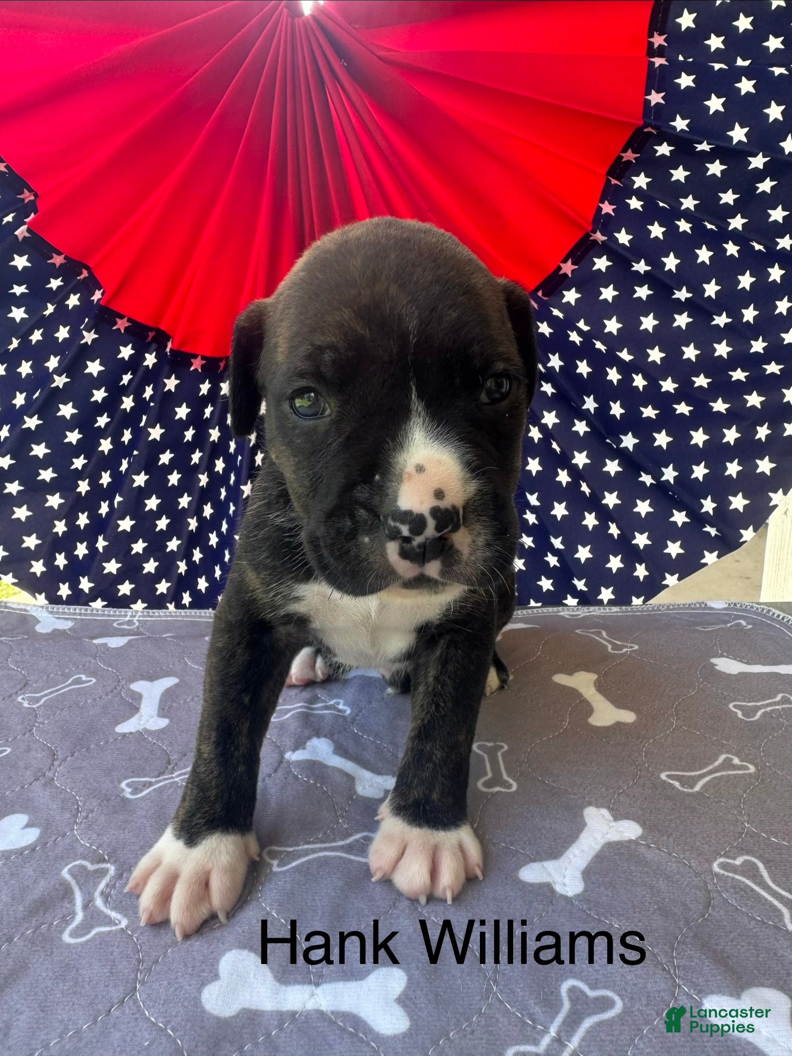 American Bulldog dogs Male #3/ Hank Williams - Ad 6