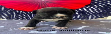 Male #3/ Hank Williams