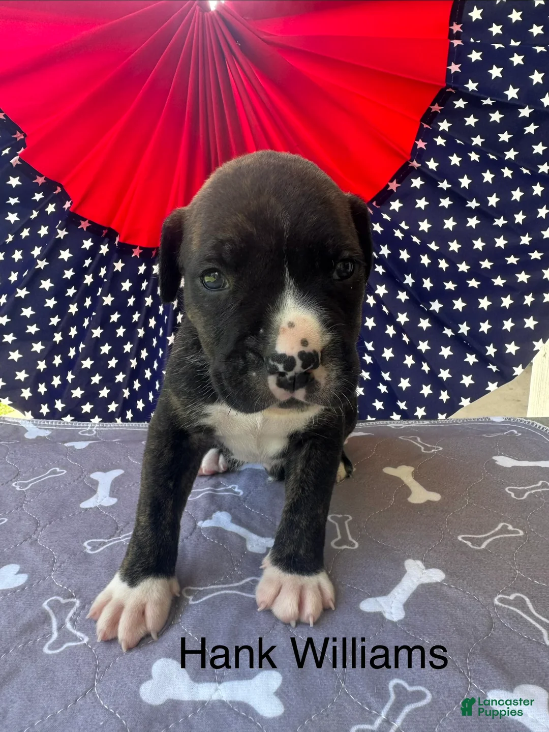 American Bulldog dogs for sale: Male #3/ Hank Williams - Ad 1