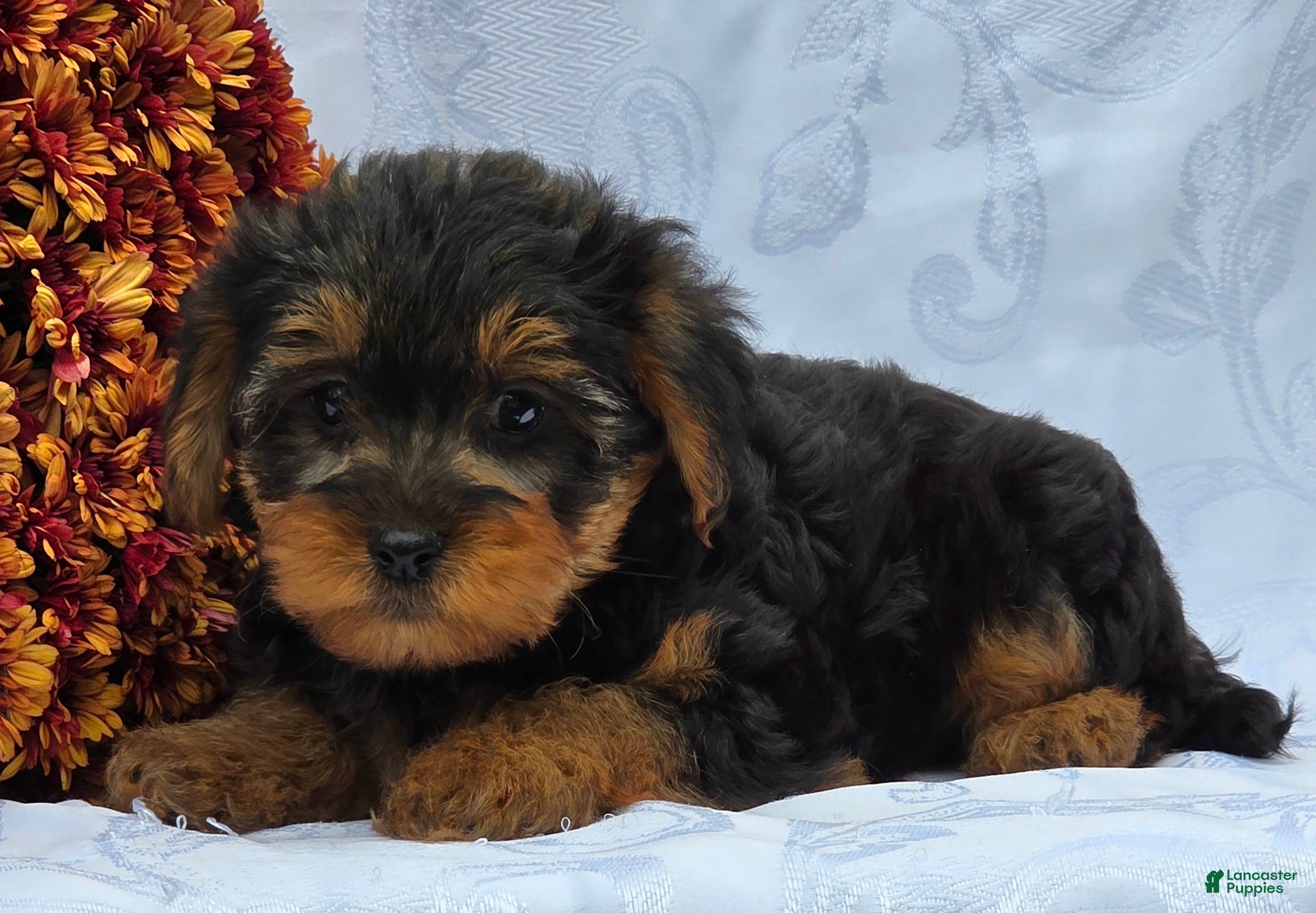 Yorkiepoo dogs for sale: Lucas - Ad 2