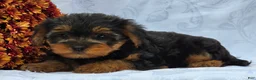 Yorkiepoo dogs for sale: Lucas - Ad 2