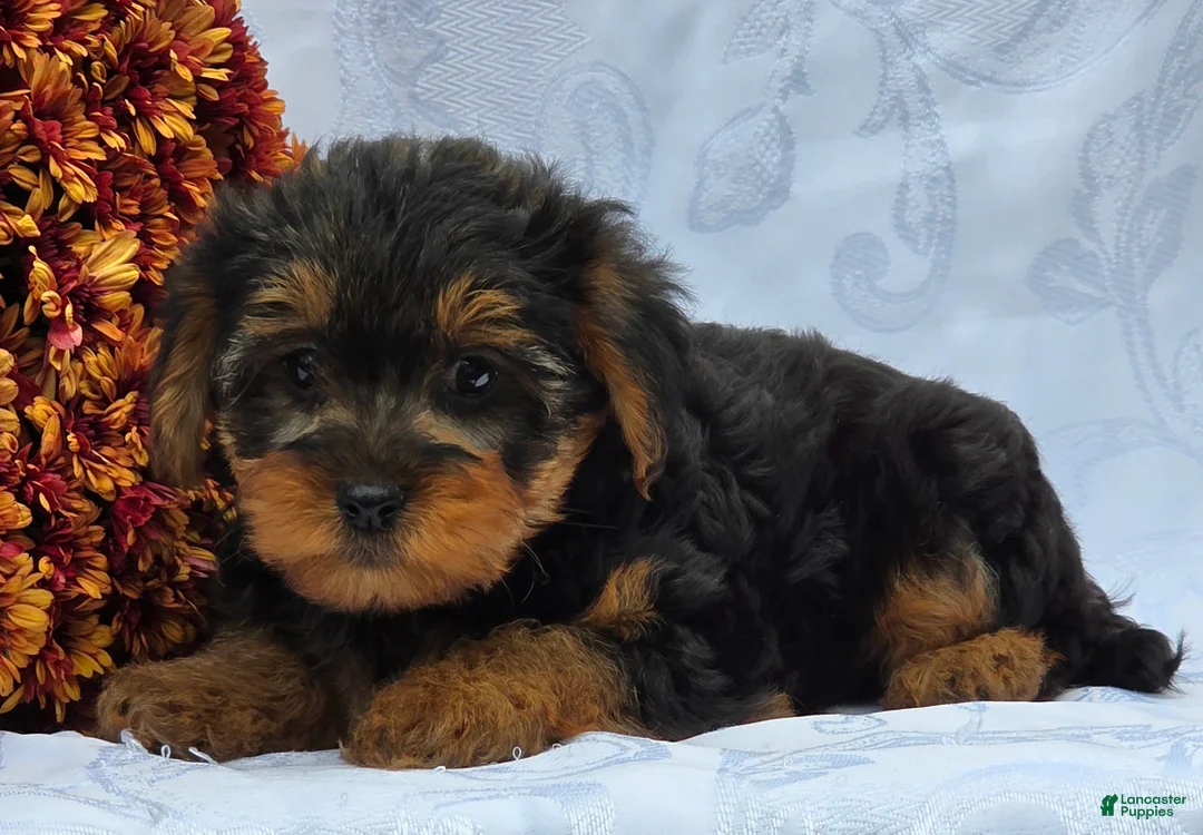 Yorkiepoo dogs for sale: Lucas - Ad 2