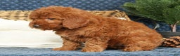 Mini Goldendoodle dogs for sale: Callie - Ad 3
