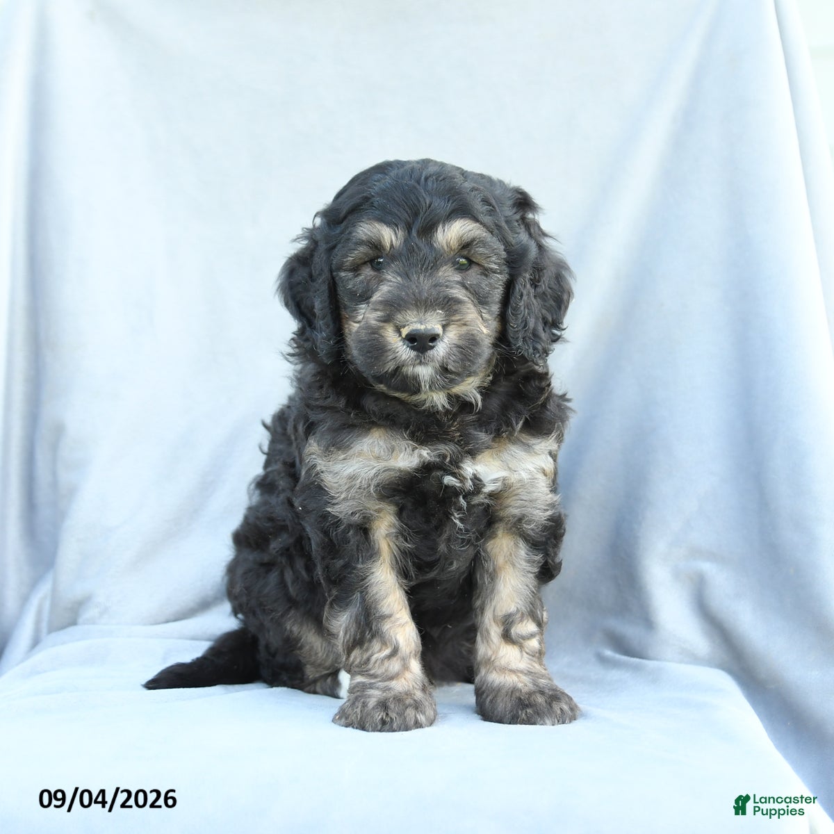 Mini Bernedoodle dogs Monty - Ad 1