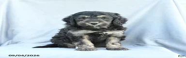 Monty