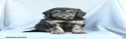 Mini Bernedoodle dogs for sale: Monty - Ad 1