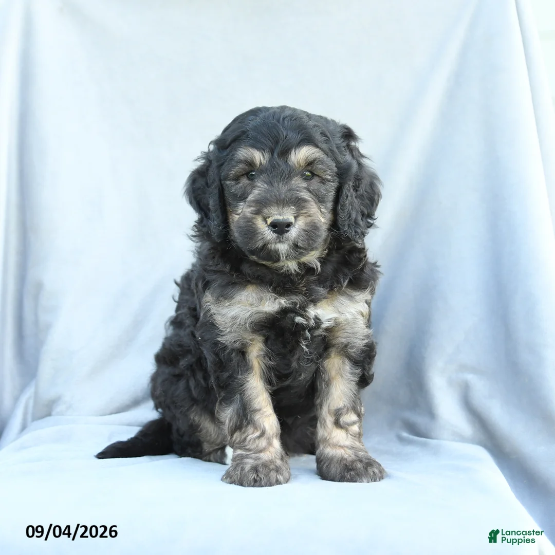 Mini Bernedoodle dogs for sale: Monty - Ad 1