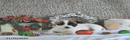 Jack Russell Terrier dogs for sale: Brently - Ad 1