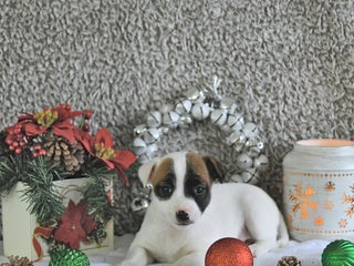 Jack Russell Terrier dogs Brently - Ad 15