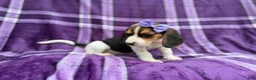 Beagle dogs for sale: Pooh - Ad 6