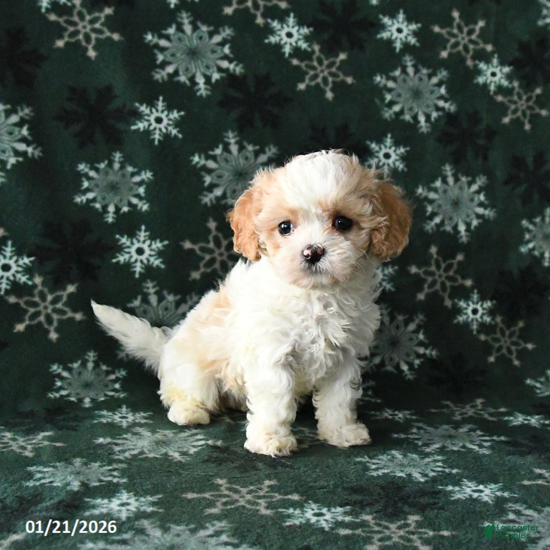 Cavapoo dogs for sale: Fluffy - Ad 2