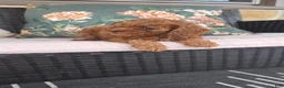 Cavapoo dogs for sale: Fiona - Ad 6