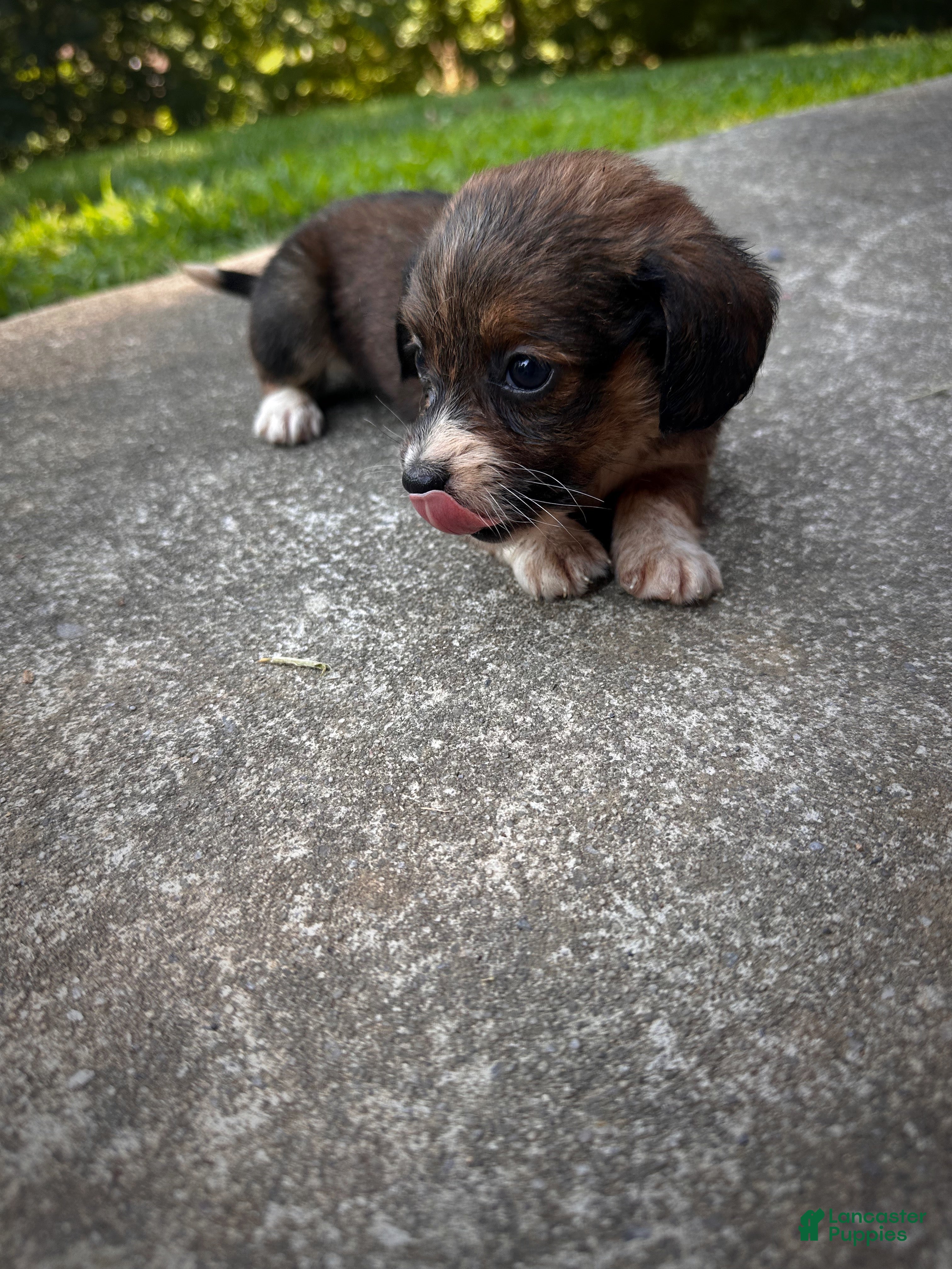 Dachshund dogs Female One - Ad 2