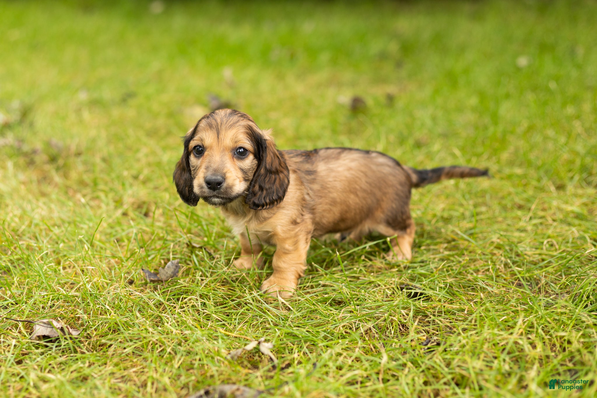 Miniature Dachshund dogs Silas  - Ad 29