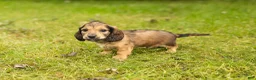 Miniature Dachshund dogs for sale: Silas  - Ad 1