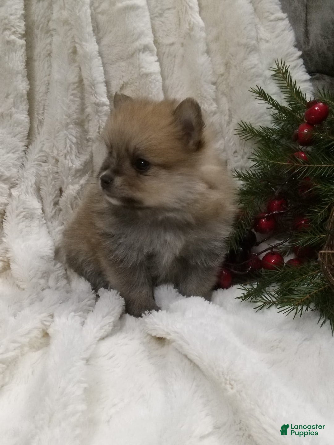 Pomeranian dogs for sale: Charlie  - Ad 5