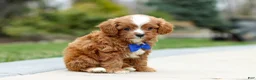 Cavapoo dogs for sale: Archie - Ad 5