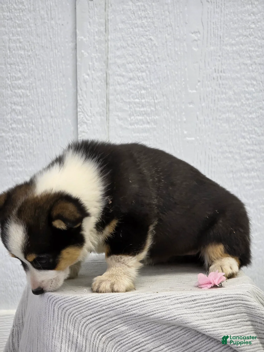 Welsh Corgi Pembroke dogs for sale: Jill - Ad 2