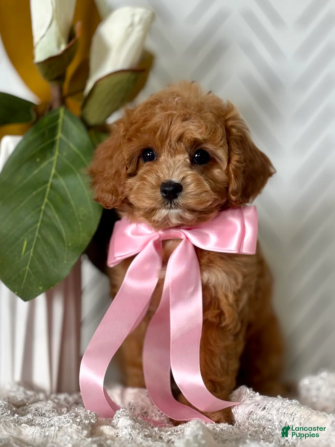 Cavapoo dogs for sale: Pippi Cavapoo Puppy  - Ad 2