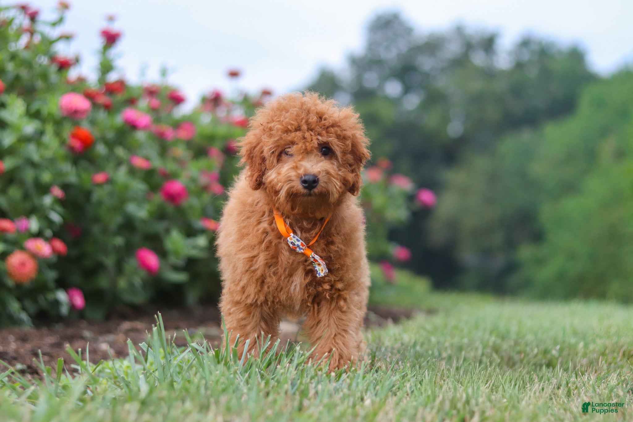 Cavapoo dogs Fletcher - Ad 2