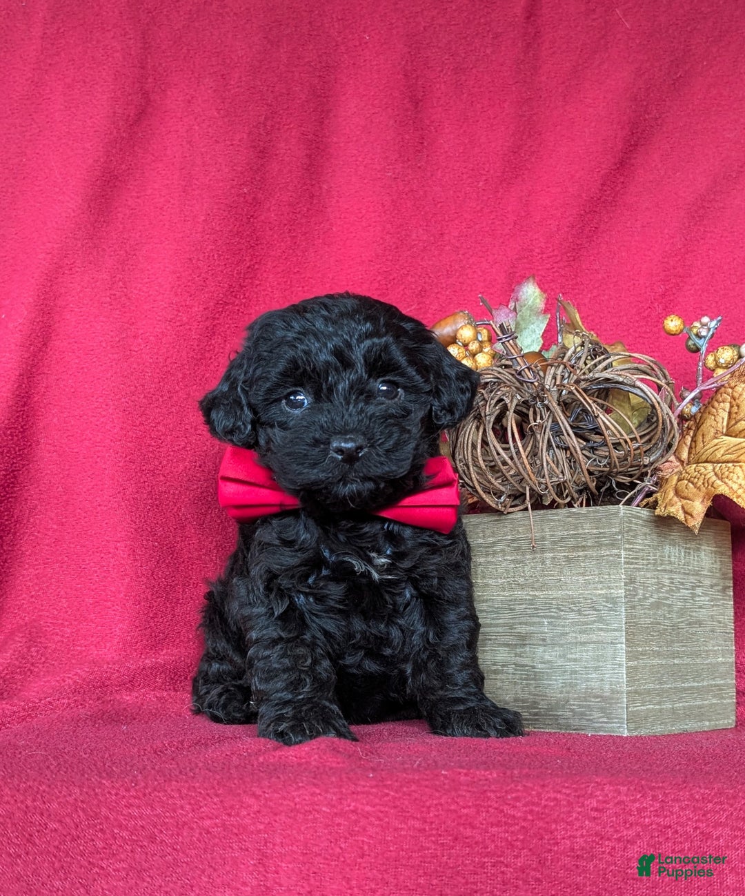Miniature Poodle dogs for sale: Tango - Ad 4