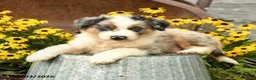 Australian Shepherd dogs for sale: Finley - Ad 3