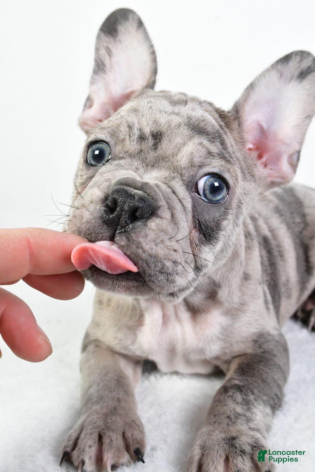 Gallery Image {{count}}