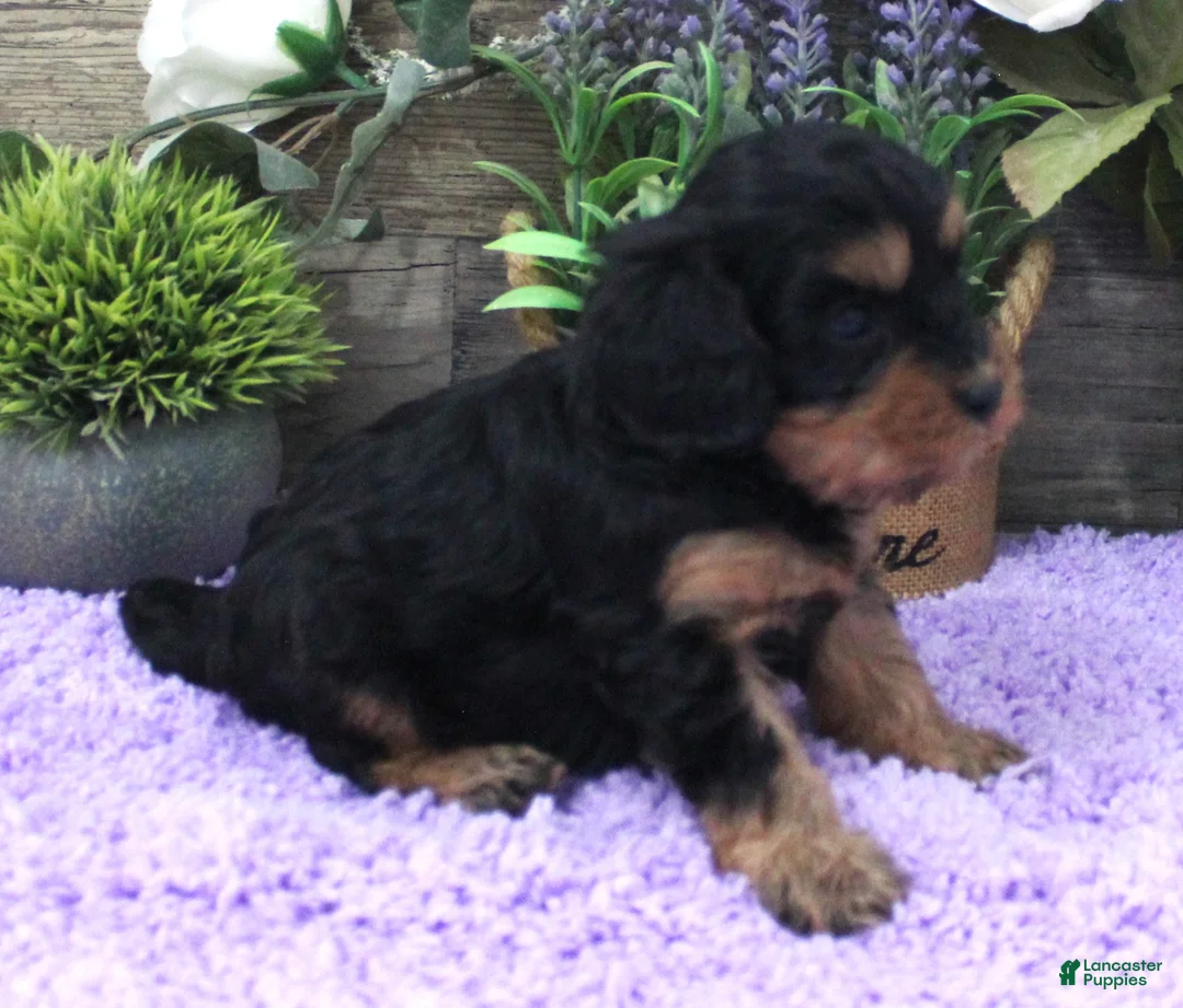 Cavapoo dogs for sale: Marley's #1 Female - Ad 2
