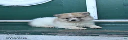 Pomeranian dogs for sale: Dixie - Ad 3