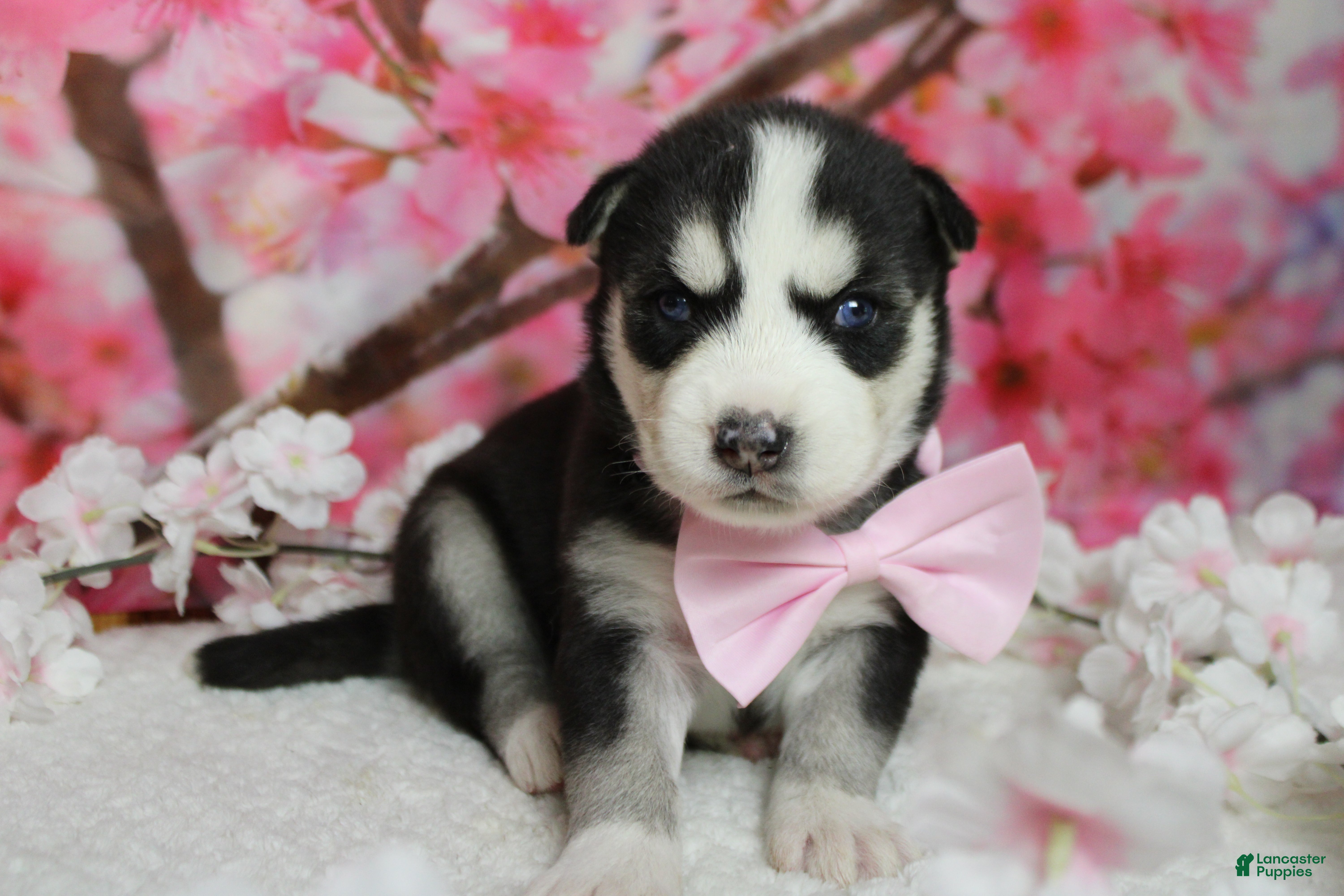 Siberian Husky dogs Atlas - Ad 4