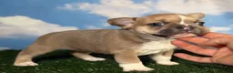 Frenchton dogs for sale: Dandelion- DNA 4 panel Clear  - Ad 1