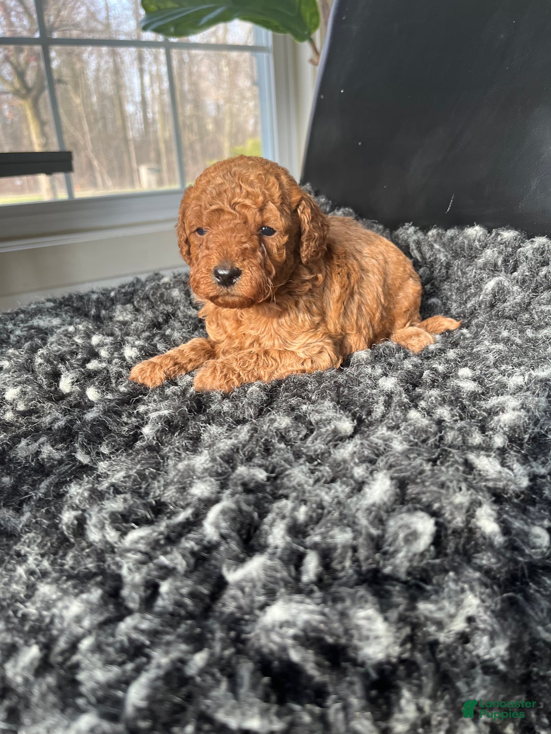Mini Goldendoodle dogs for sale: Indy-micro - Ad 5