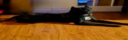 Presa Canario dogs for sale: Presa Canario Puppy 1 - Ad 6