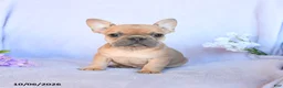 Frenchton dogs for sale: Roscoe - Ad 3