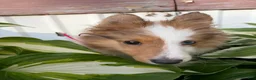 Mixed Breed dogs for sale: Gemma - Ad 3