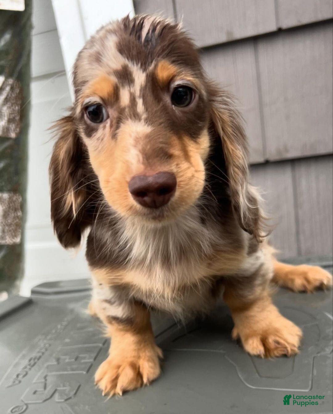 Miniature Dachshund dogs Miniature Dachshund Puppy 2 - Ad 6