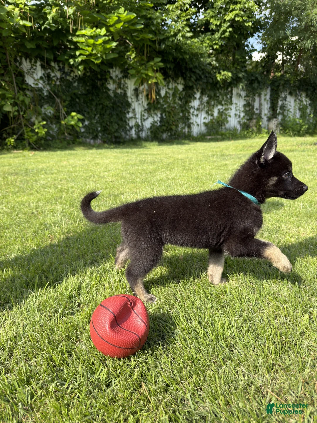 Gerberian Shepsky dogs for sale: Athena - Ad 1