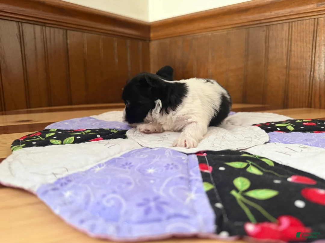 Yorkshire Terrier dogs for sale: Yorkshire Terrier Puppy 1 - Ad 5