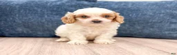Cavapoo dogs for sale: Buddy - Ad 2