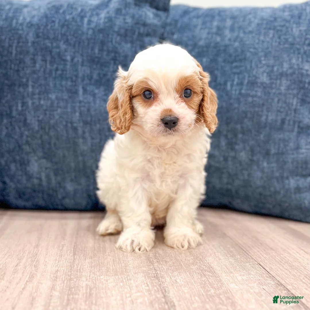 Cavapoo dogs for sale: Buddy - Ad 2