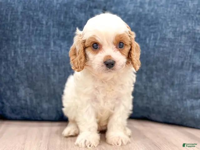 Cavapoo dogs for sale: Buddy - New Video - Ad 1