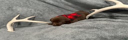Labrador Retriever dogs for sale: Reese’s  - Ad 5