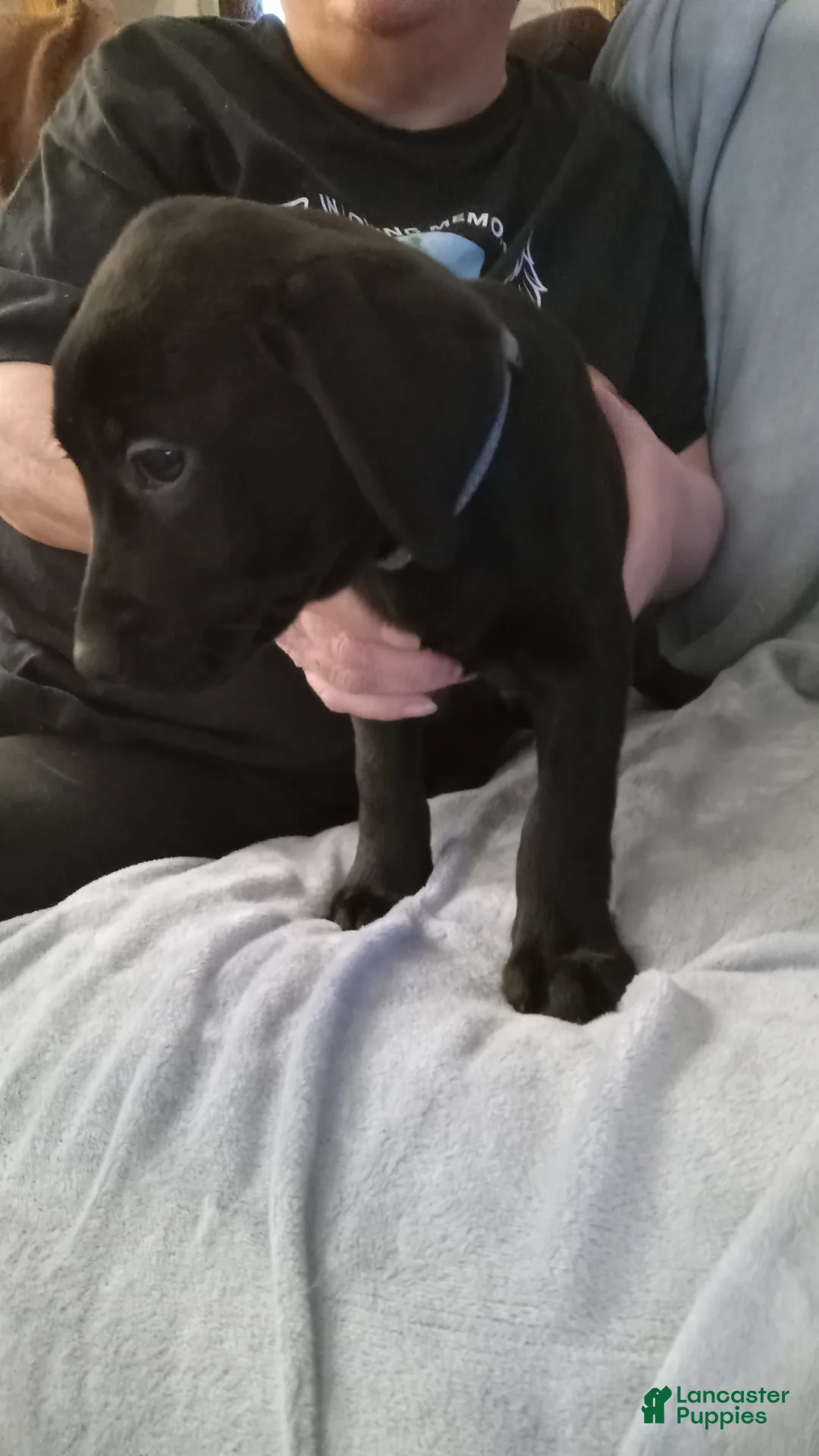 Mixed Breed dogs for sale: Mixed Breed Puppy 4 - Ad 2